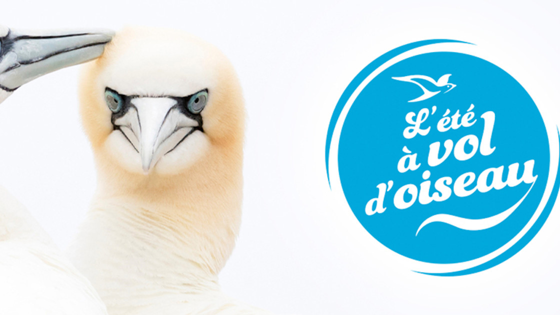 Ligue pour la Protection des Oiseaux (LPO) ZEvent 2022, présentation de l'association