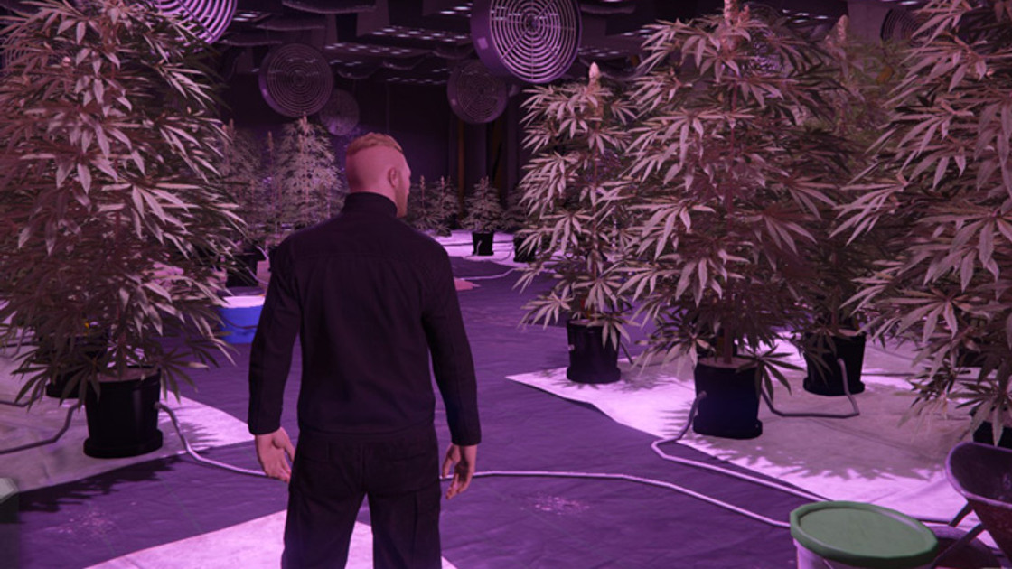 GTA 5 Online : Ferme de cannabis, comment acheter le lieu de production ?