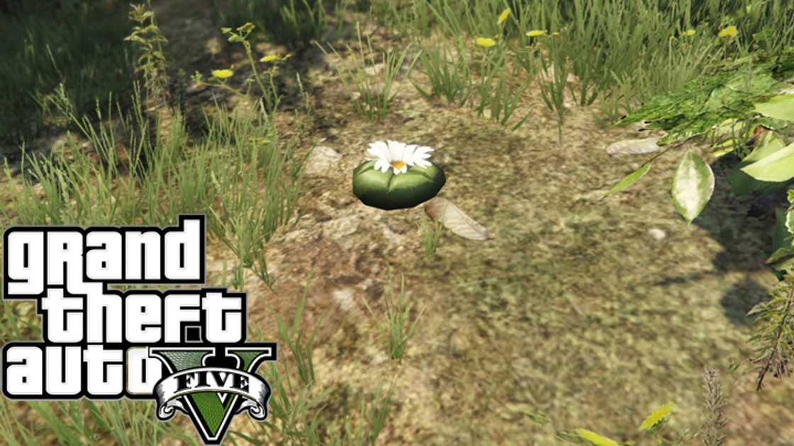 Carte peyote, emplacements de plants de peyotl sur GTA 5 Online