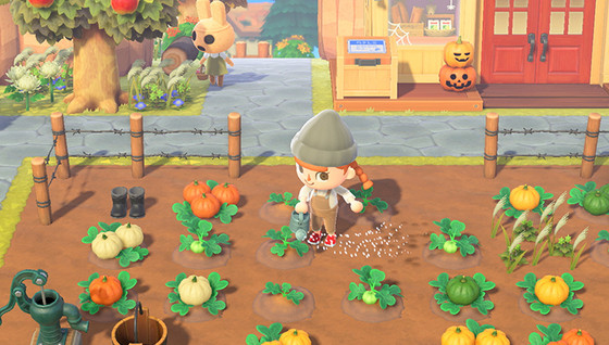 Où trouver des citrouilles dans Animal Crossing ?