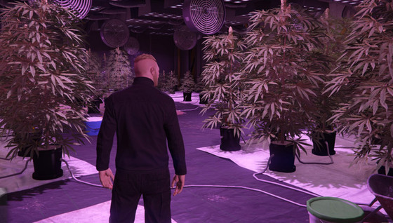 Toutes les infos sur la ferme de cannabis de GTA Online