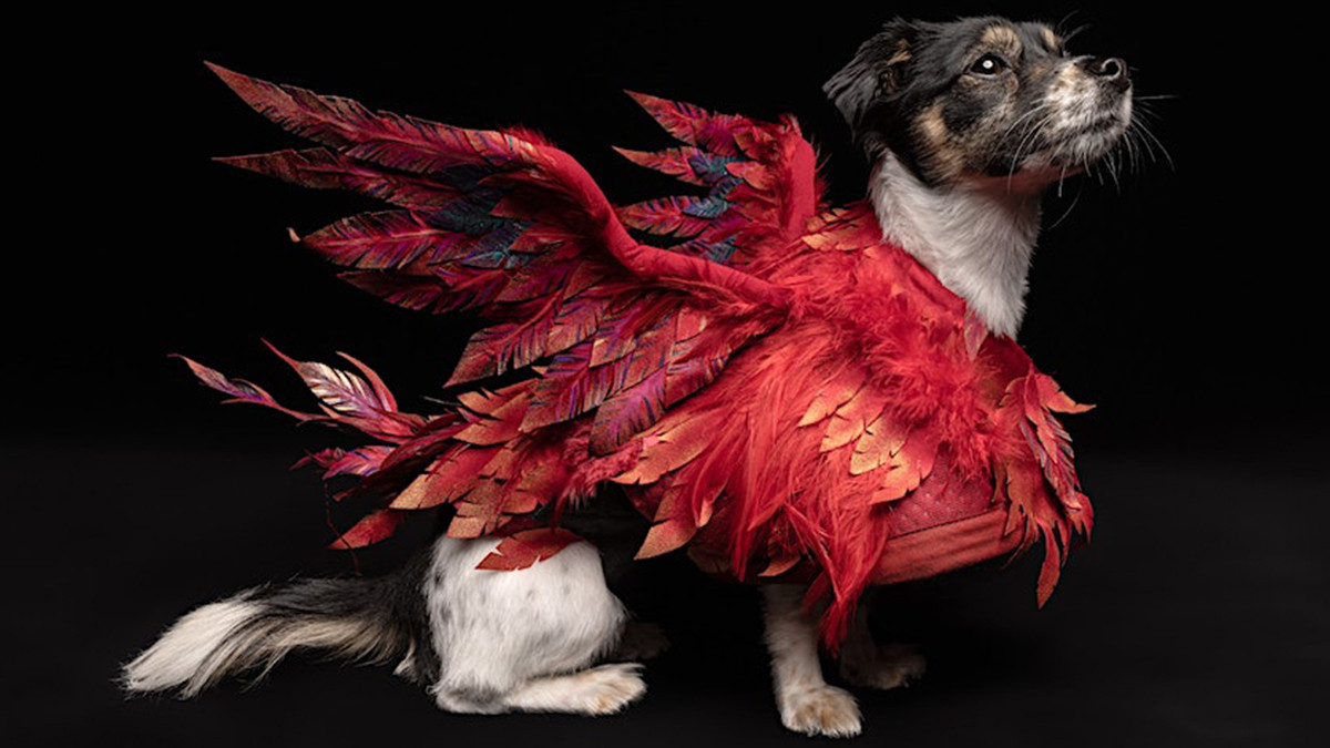 Final Fantasy XVI organise un événement canin insolite en Australie