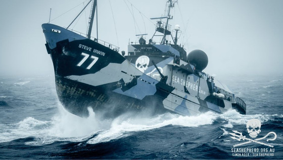 Sea Shepherd France, présentation de l'assocation du Z EVENT 2022