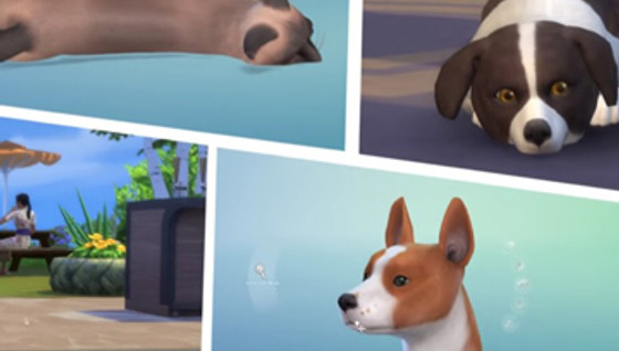 Créer un animal sur les Sims 4