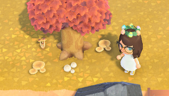 Où se trouvent les champignons dans Animal Crossing ?