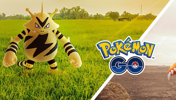 Community Day Élektek et Élektek shiny en novembre sur Pokémon GO