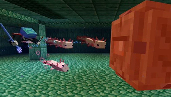 L'Axolotl, tout ce qu'on sait du mob de la 1.17 de Minecraft