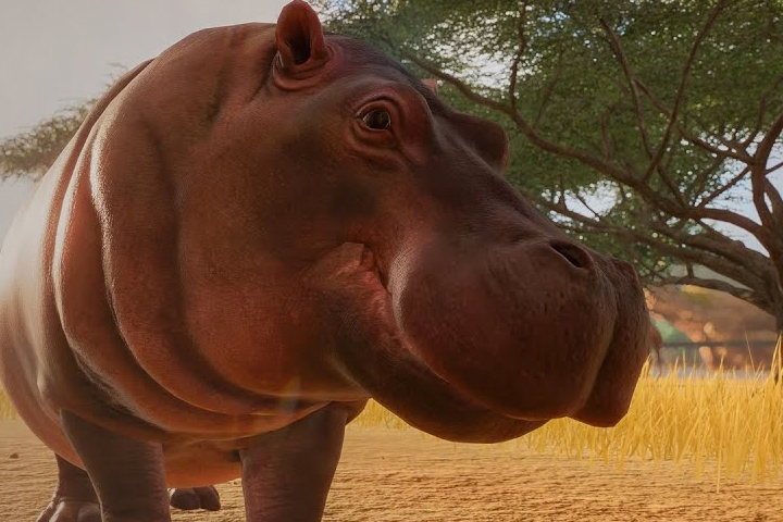 Planet Zoo : Nouveaux animaux comme le Nyala, le Flamant rose, la Hyène, le Chameau, le Panda, le Bison ou le Pangolin