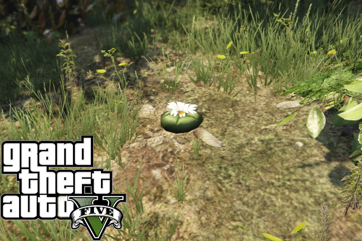 Carte peyote, emplacements de plants de peyotl sur GTA 5 Online