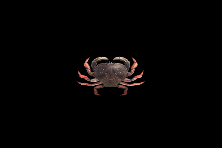 Crabe de Dungeness dans Animal Crossing : New Horizons, où en trouver ?