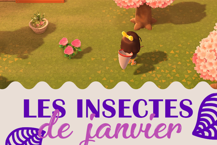 Insectes du mois de février dans Animal Crossing New Horizons, hémisphère nord et sud