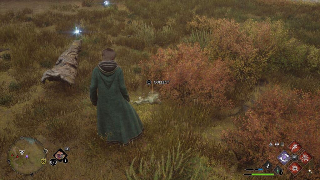 Brin de Polygonum Hogwarts Legacy, comment en avoir ?