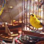 Alarme Aviaire ARC Raiders : Les ressources pour compléter le projet
