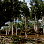Kitayama Big Daisugi Forza Horizon 6 : Où prendre cette photo dans FH6 ?